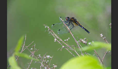 Zierliche Moosjungfer (Leucorrhinia caudalis)