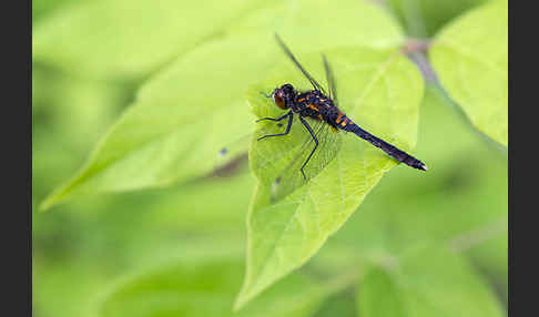 Zierliche Moosjungfer (Leucorrhinia caudalis)