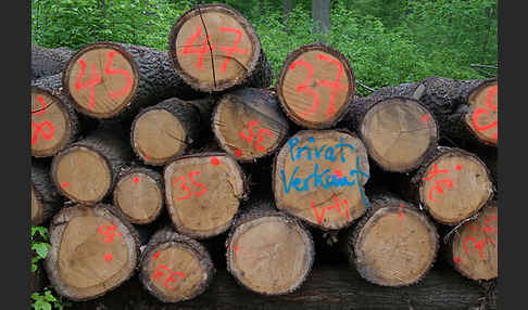 Intensive Forstwirtschaft (intensive forestry)