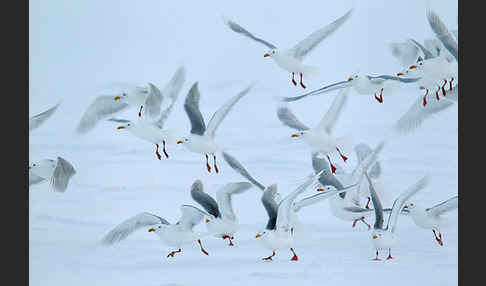 Eismöwe (Larus hyperboreus)