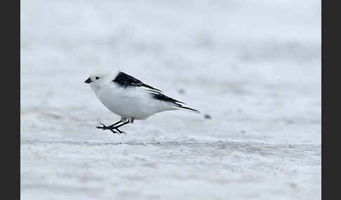 Schneeammer (Plectrophenax nivalis)