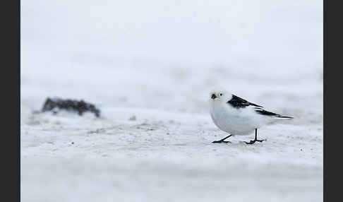 Schneeammer (Plectrophenax nivalis)