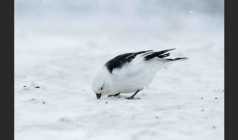 Schneeammer (Plectrophenax nivalis)