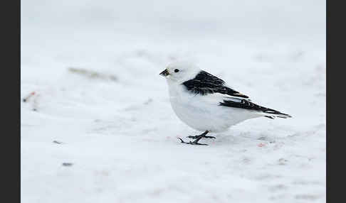 Schneeammer (Plectrophenax nivalis)