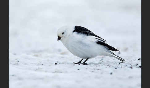 Schneeammer (Plectrophenax nivalis)