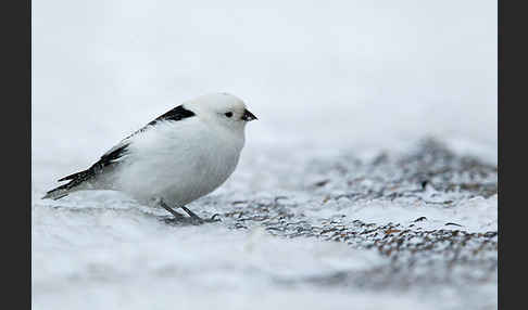 Schneeammer (Plectrophenax nivalis)