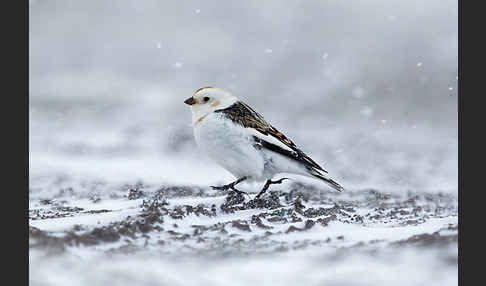 Schneeammer (Plectrophenax nivalis)