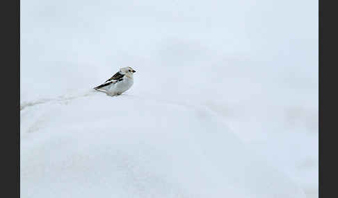 Schneeammer (Plectrophenax nivalis)