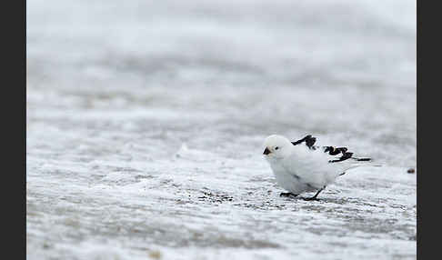 Schneeammer (Plectrophenax nivalis)