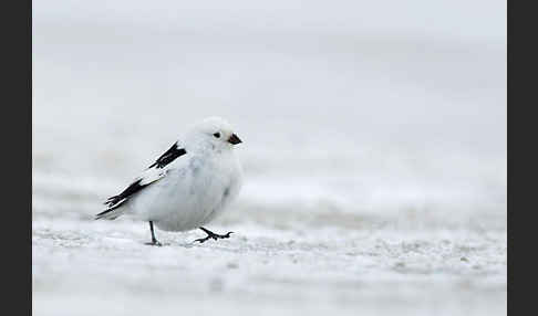 Schneeammer (Plectrophenax nivalis)