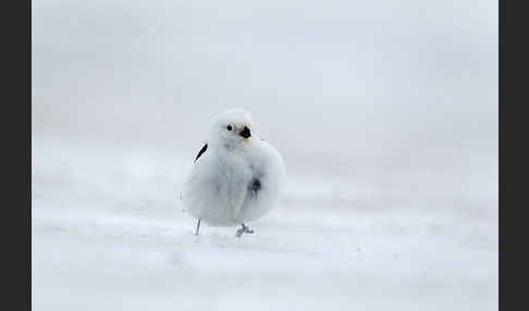 Schneeammer (Plectrophenax nivalis)