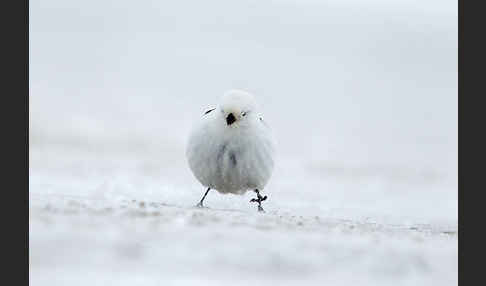 Schneeammer (Plectrophenax nivalis)