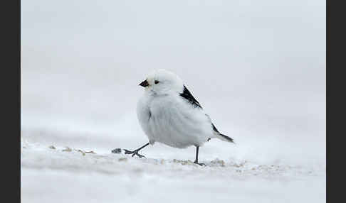 Schneeammer (Plectrophenax nivalis)