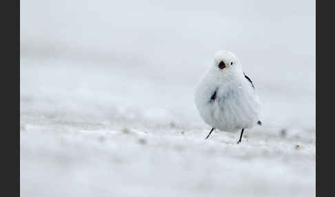 Schneeammer (Plectrophenax nivalis)