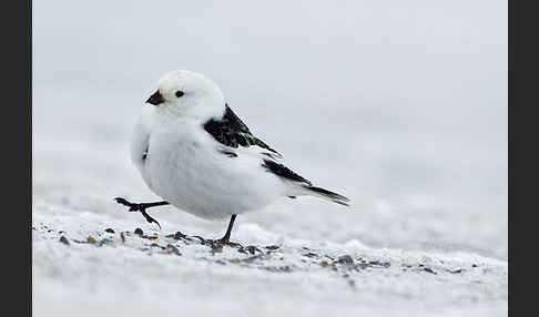 Schneeammer (Plectrophenax nivalis)