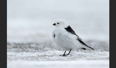 Schneeammer (Plectrophenax nivalis)