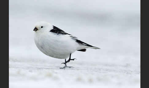 Schneeammer (Plectrophenax nivalis)