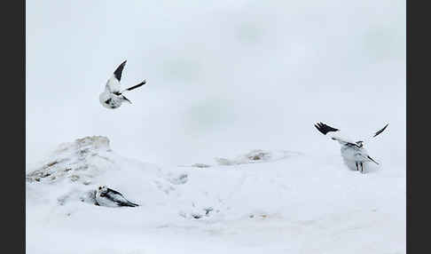 Schneeammer (Plectrophenax nivalis)