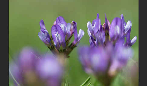 Dänischer Tragant (Astragalus danicus)