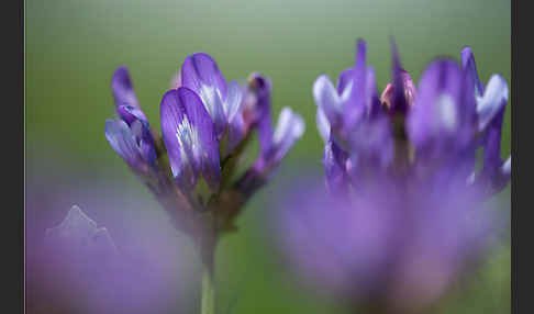 Dänischer Tragant (Astragalus danicus)