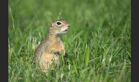 Gemeines Ziesel (Citellus citellus)