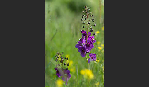 Königskerze (Verbascum spec.)