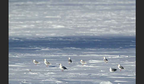 Eismöwe (Larus hyperboreus)