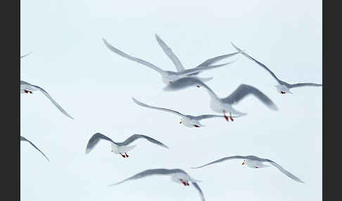 Eismöwe (Larus hyperboreus)