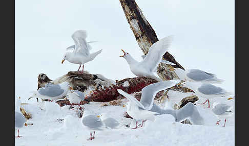 Eismöwe (Larus hyperboreus)