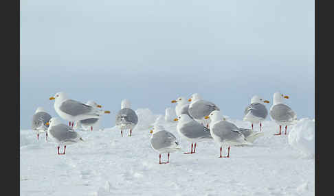 Eismöwe (Larus hyperboreus)