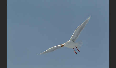 Eismöwe (Larus hyperboreus)