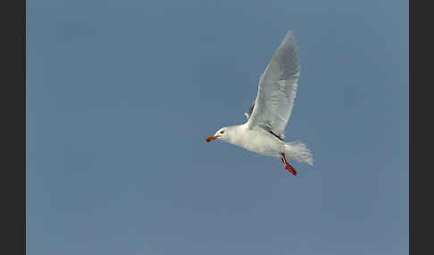 Eismöwe (Larus hyperboreus)