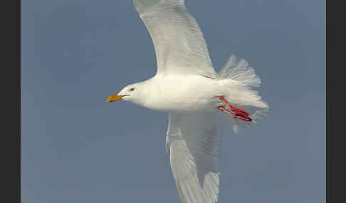 Eismöwe (Larus hyperboreus)