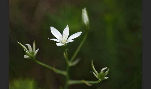 Doldiger Milchstern (Ornithogalum umbellatum)