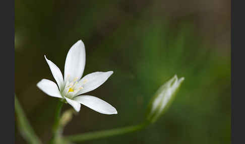 Doldiger Milchstern (Ornithogalum umbellatum)