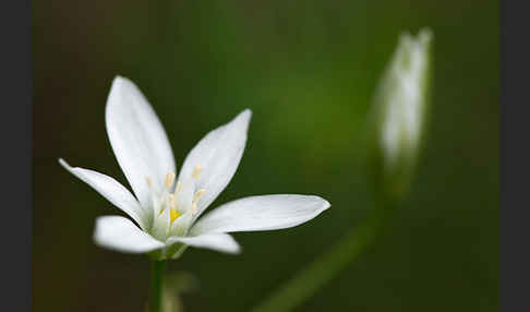 Doldiger Milchstern (Ornithogalum umbellatum)