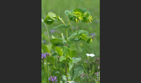 Kleine Wachsblume (Cerinthe minor)