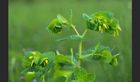 Kleine Wachsblume (Cerinthe minor)