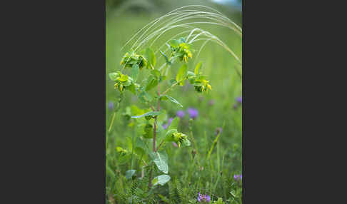 Kleine Wachsblume (Cerinthe minor)