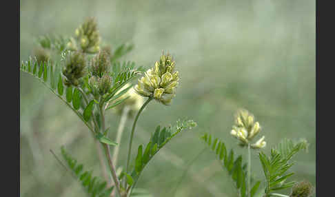 Kicher-Tragant (Astragalus cicer)