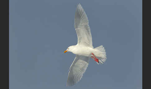 Eismöwe (Larus hyperboreus)