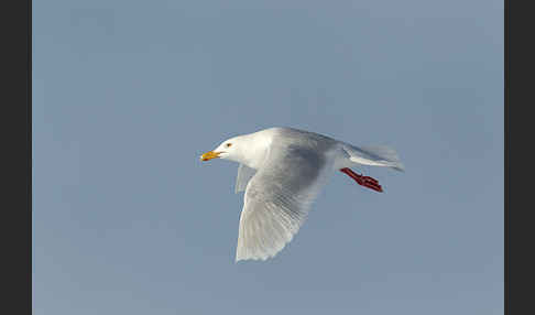 Eismöwe (Larus hyperboreus)