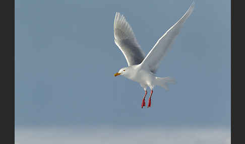 Eismöwe (Larus hyperboreus)