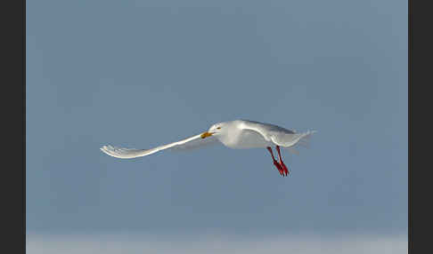 Eismöwe (Larus hyperboreus)