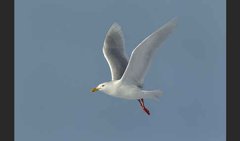 Eismöwe (Larus hyperboreus)