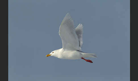 Eismöwe (Larus hyperboreus)