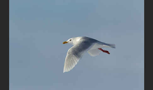 Eismöwe (Larus hyperboreus)