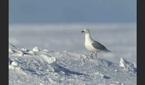 Eismöwe (Larus hyperboreus)