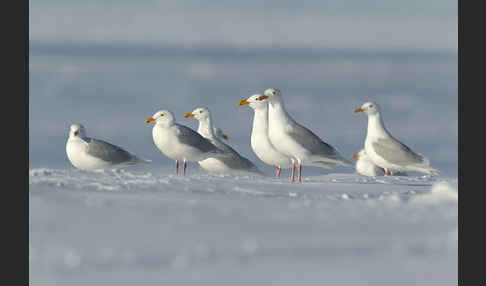 Eismöwe (Larus hyperboreus)