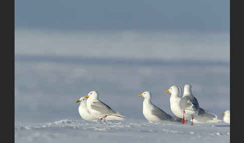 Eismöwe (Larus hyperboreus)